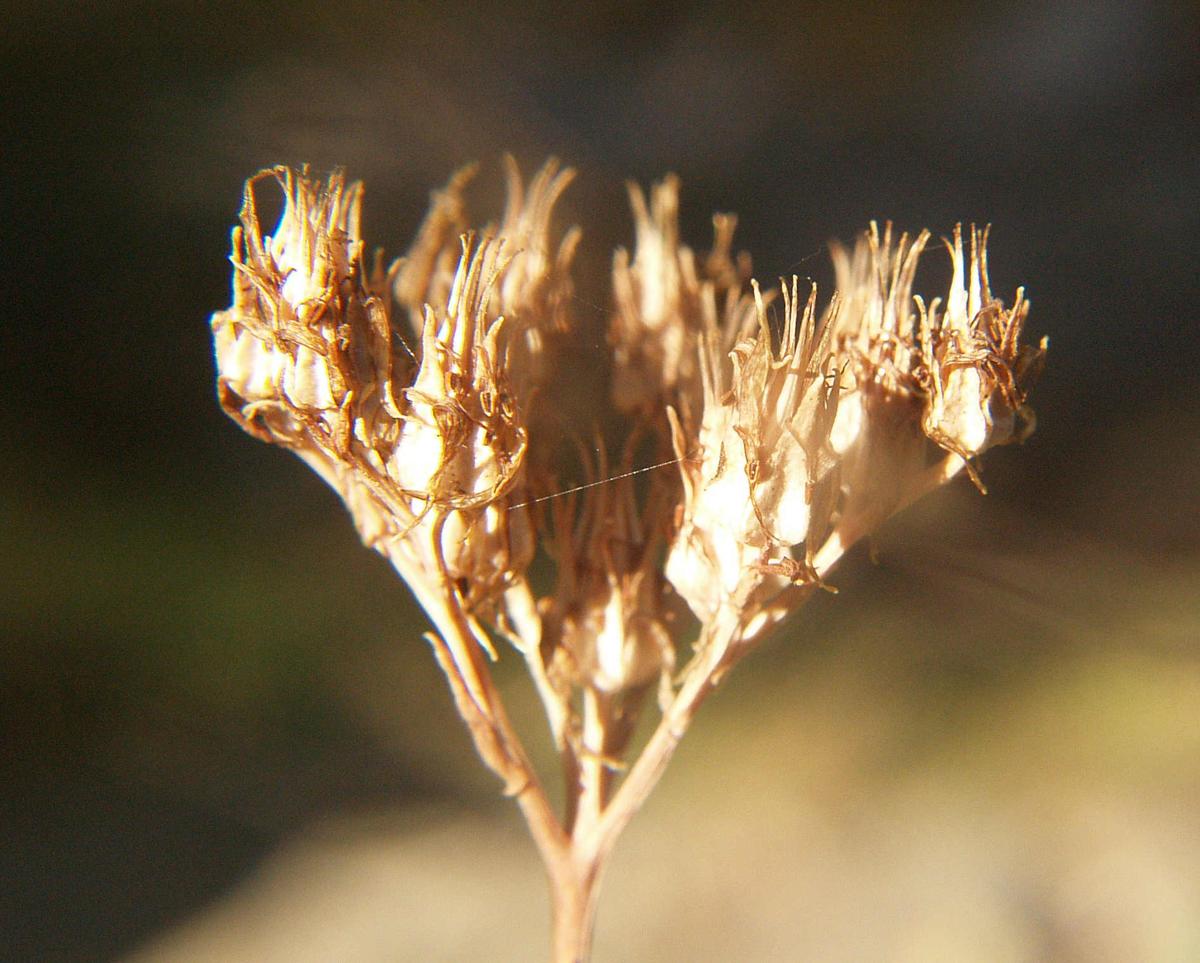 Stonecrop, [Pale yellow] fruit